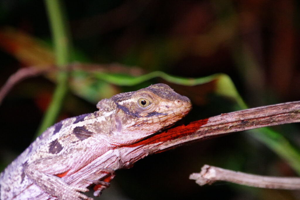 Tortuguero