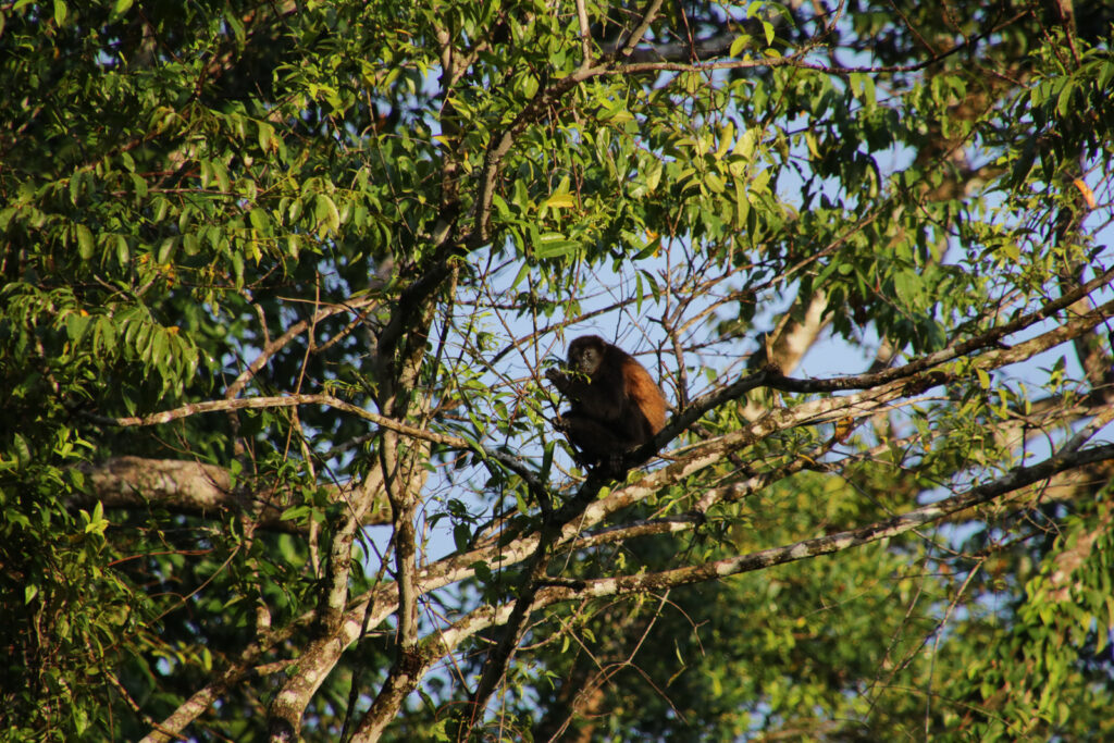 Tortuguero