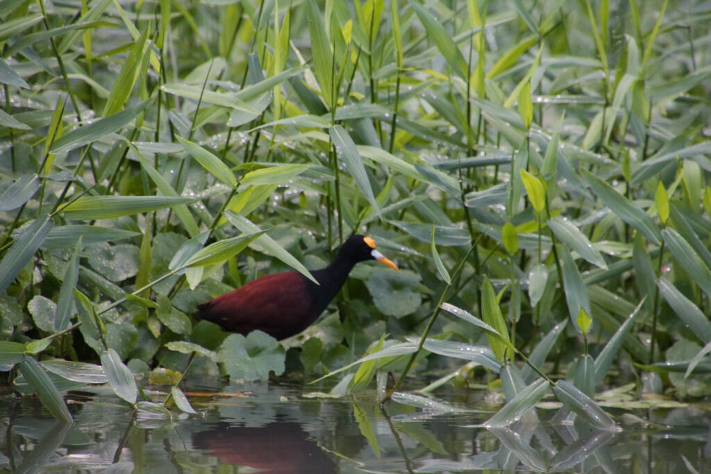 Tortuguero
