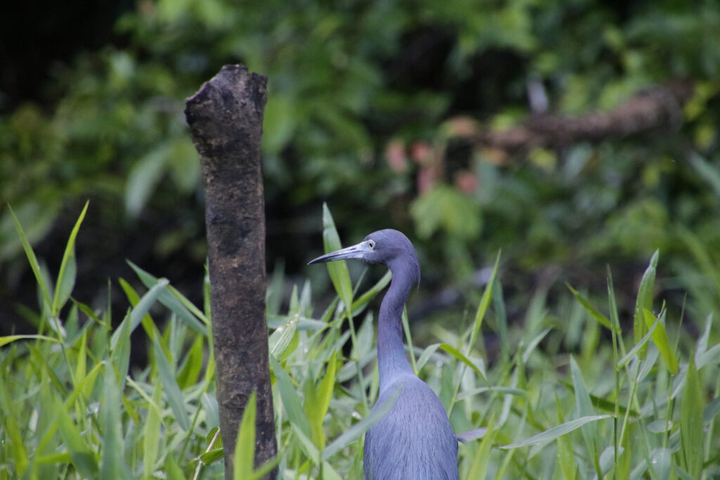 Tortuguero