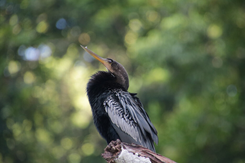 Tortuguero