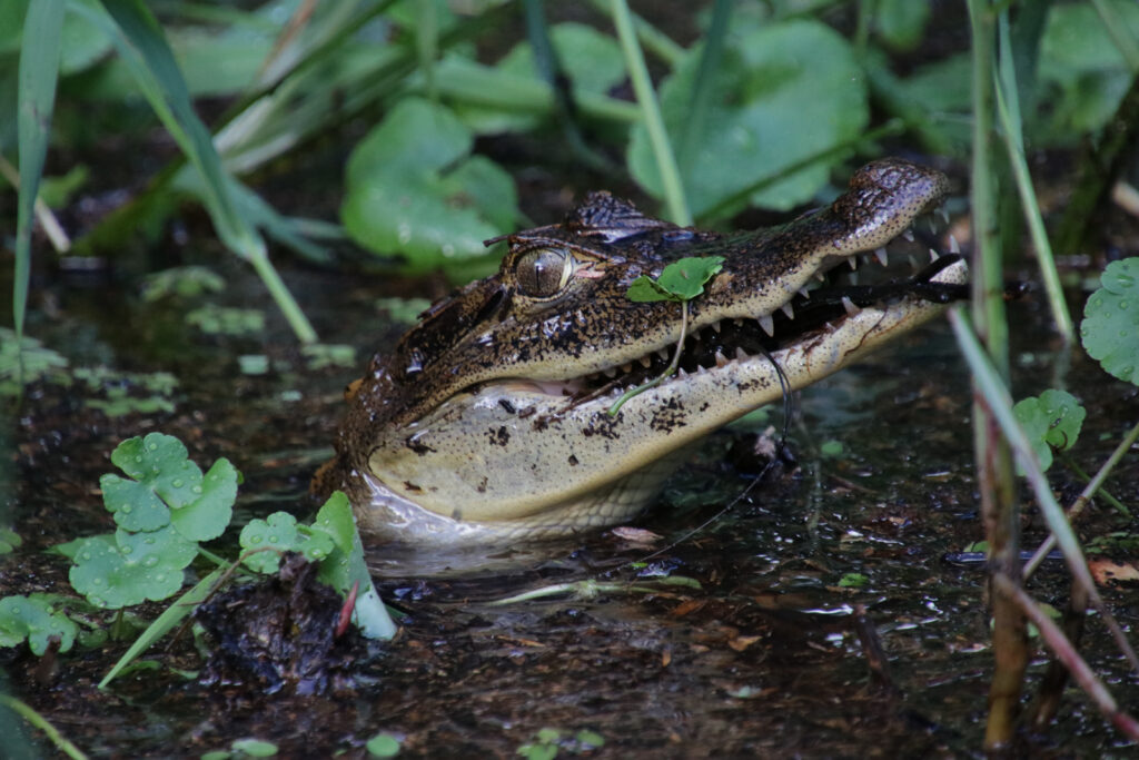 Tortuguero