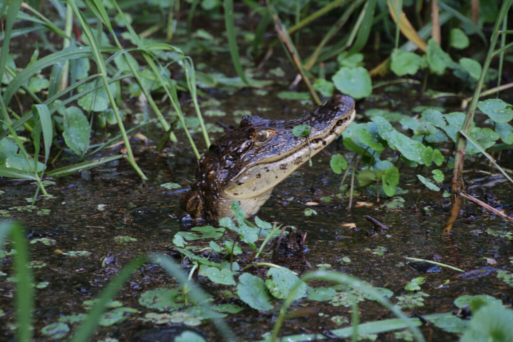 Tortuguero
