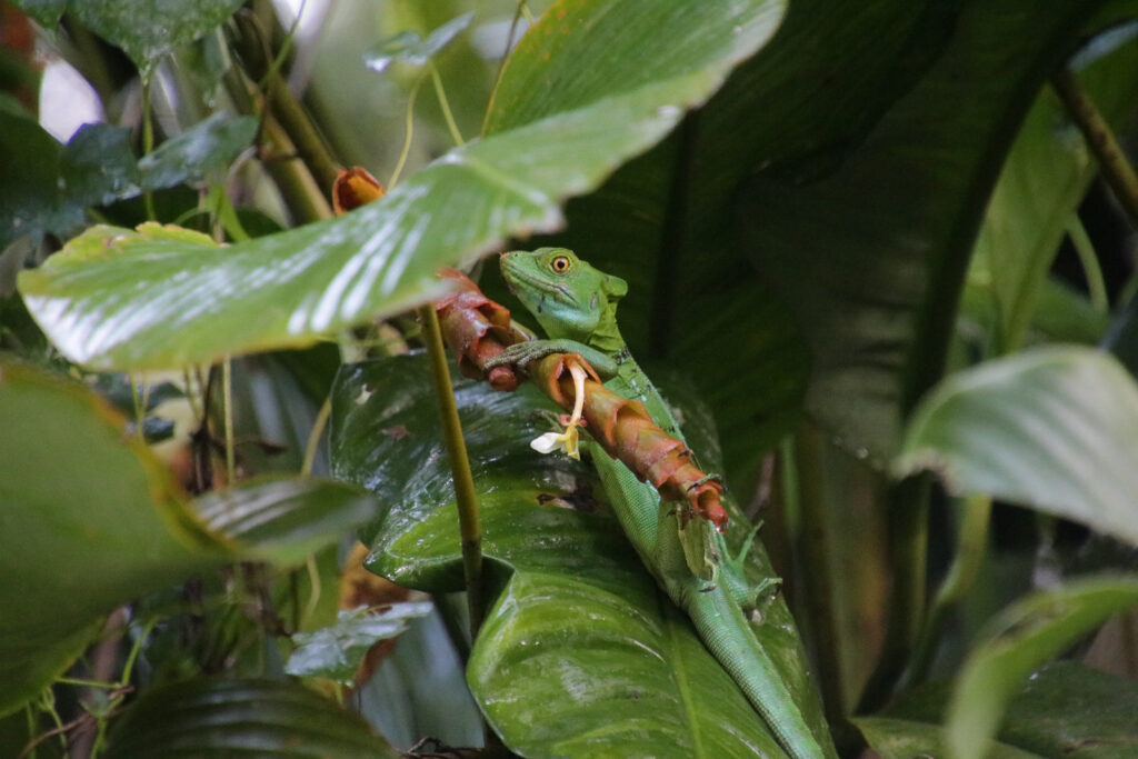 Tortuguero