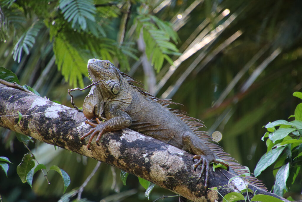 Tortuguero