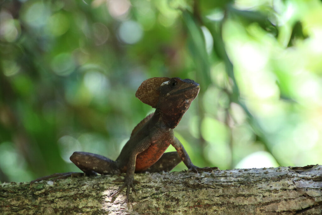 Tortuguero