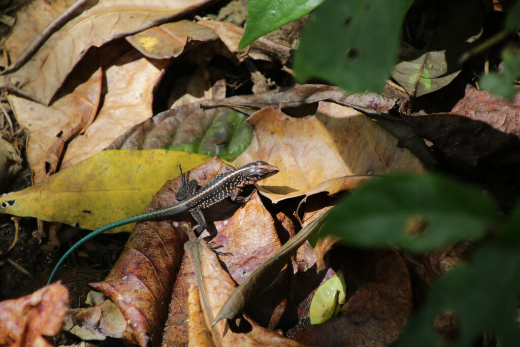 Tortuguero