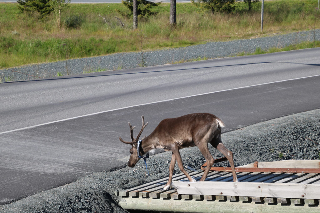 Rentiere sind in Ruka überall