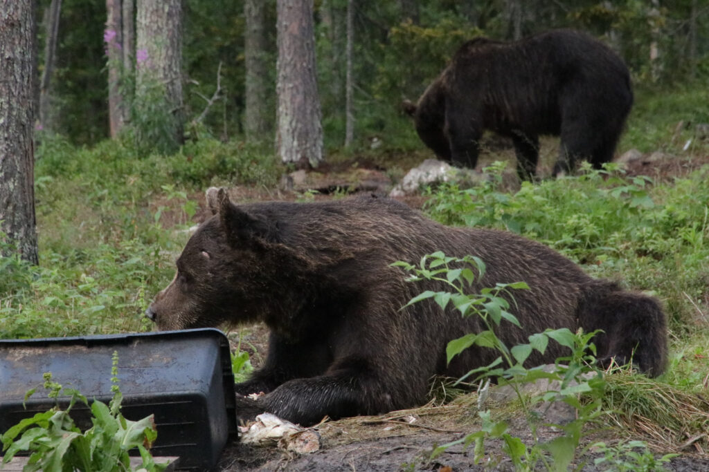 Bär in Finnland