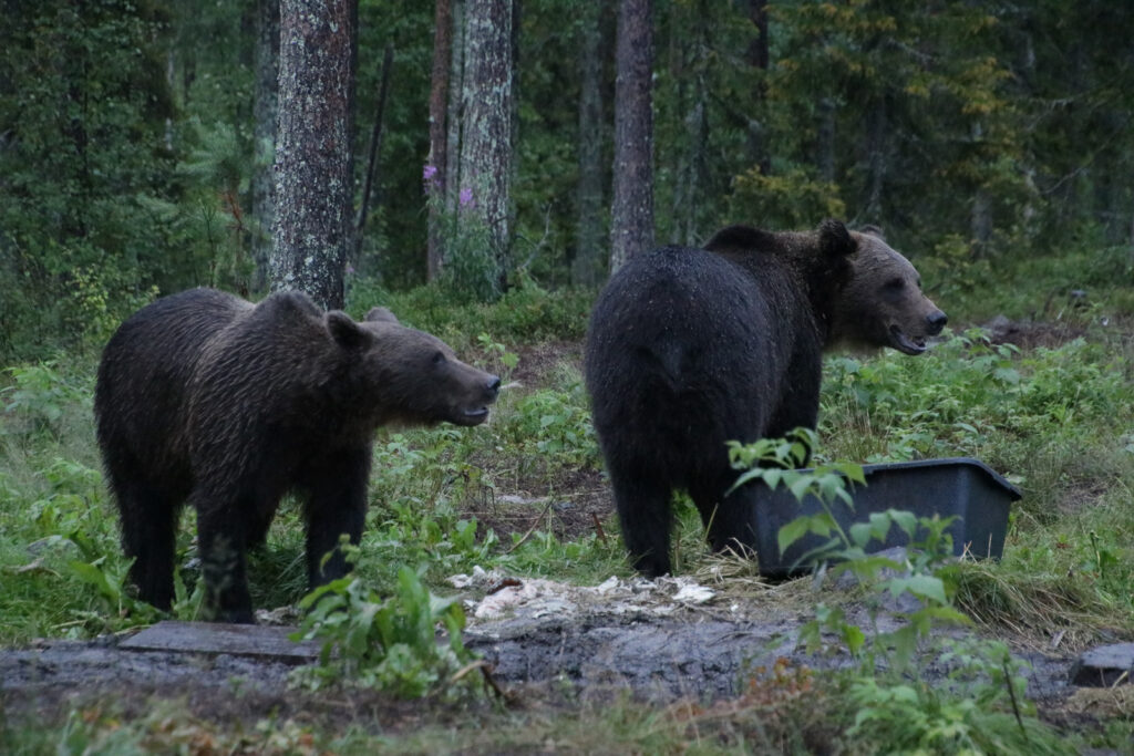 Bär in Finnland