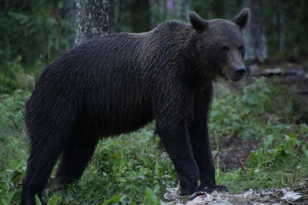 Bär in Finnland