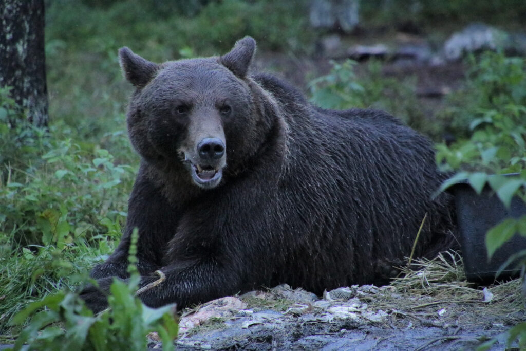 Bär in Finnland
