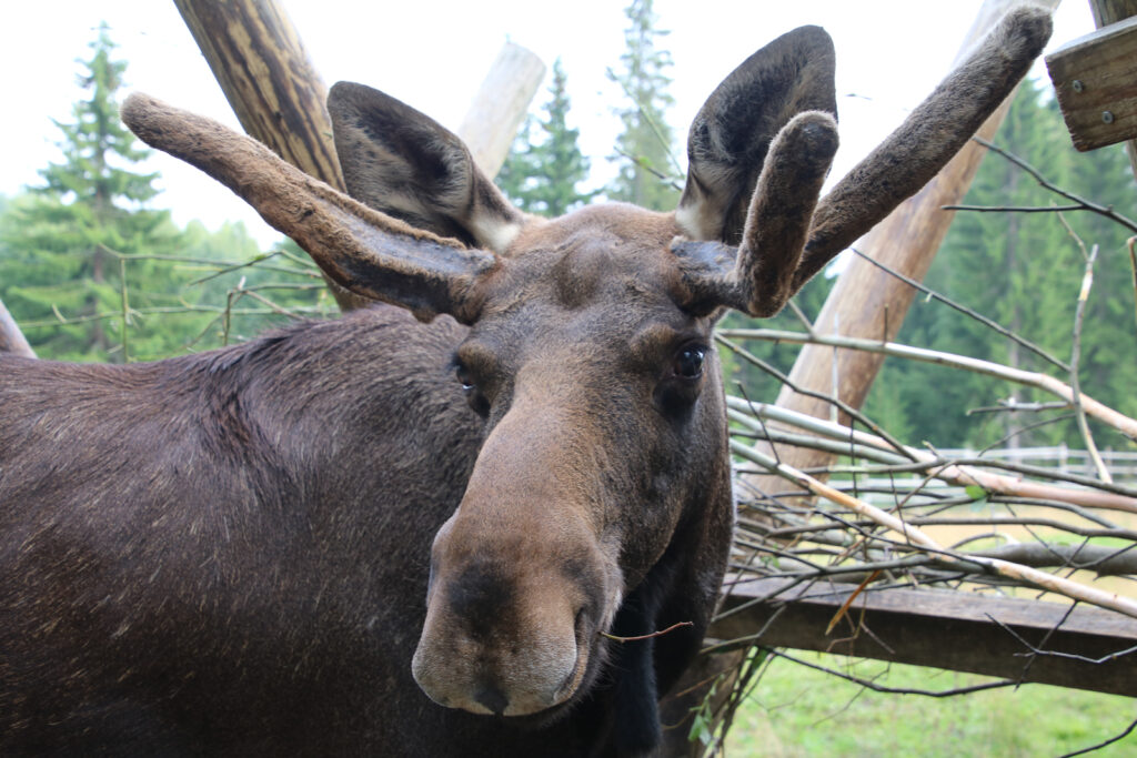 Im "Kiss a moose" Park