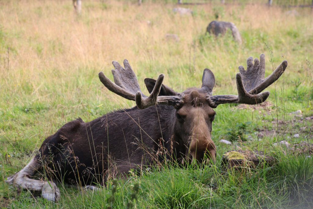 Im "Kiss a moose" Park
