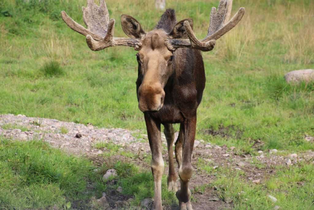 Im "Kiss a moose" Park