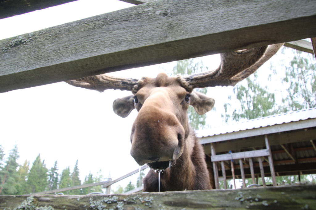 Im "Kiss a moose" Park