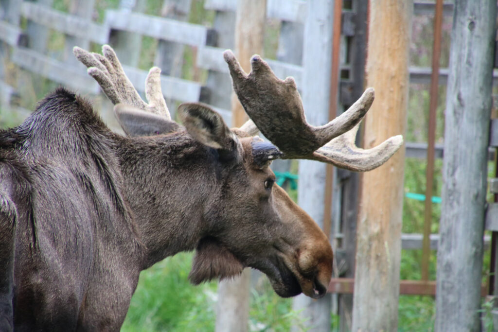 Im "Kiss a moose" Park