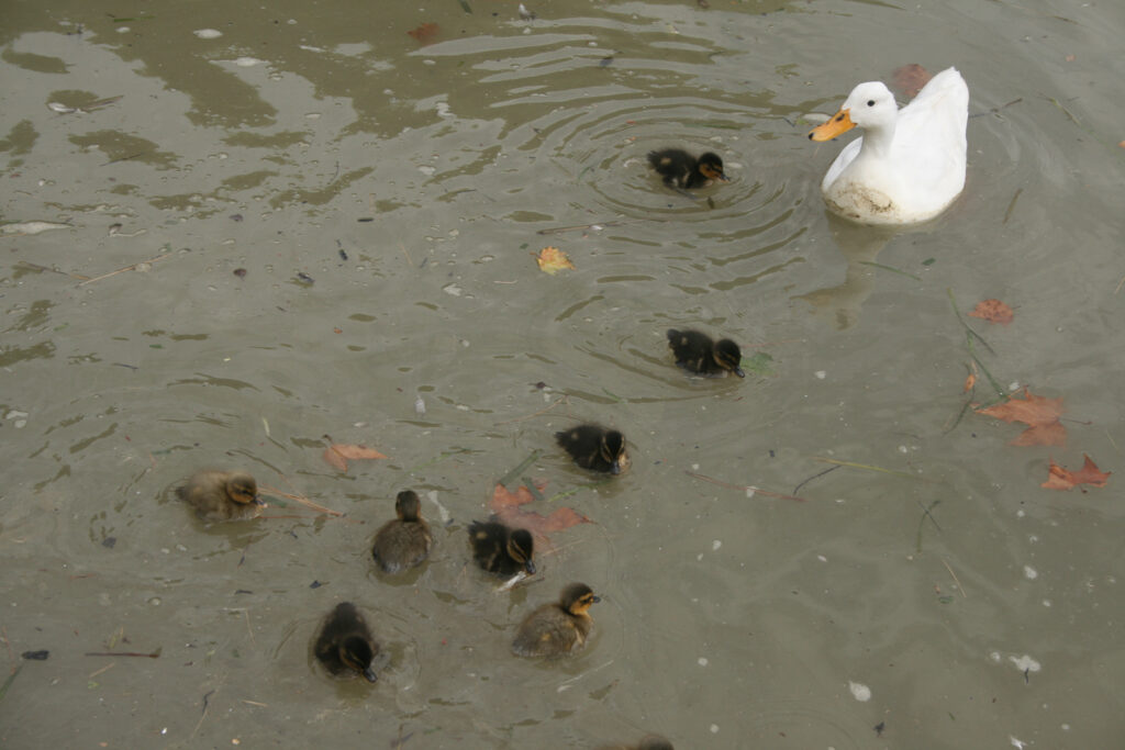 Entenfamilie am Canal du Midi