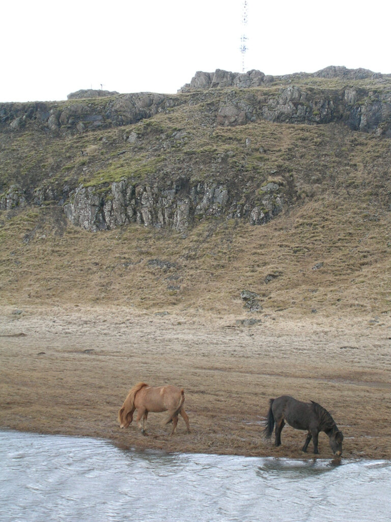 Island Pferde