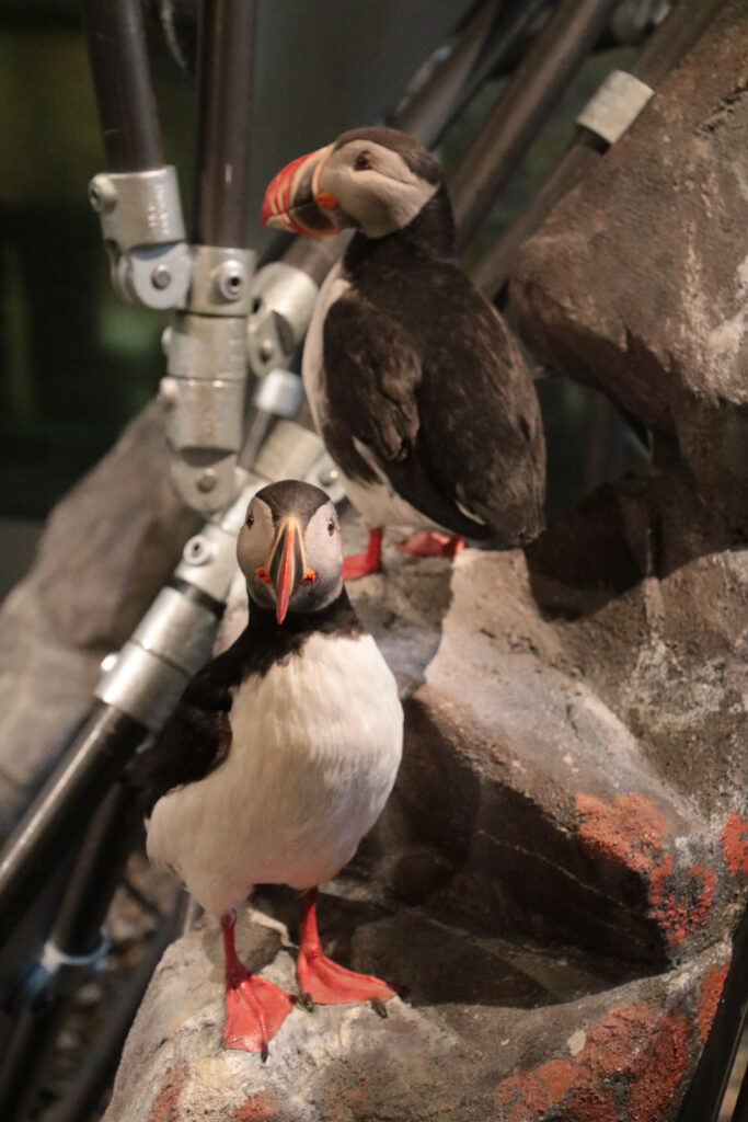 Papageientaucher im Museum