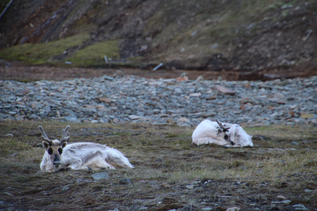 Svalbard Rentiere
