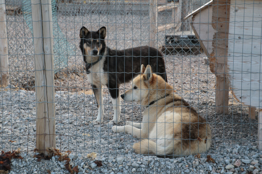 Huskies sind auch hier allgegenwärtig - und Transportmittel