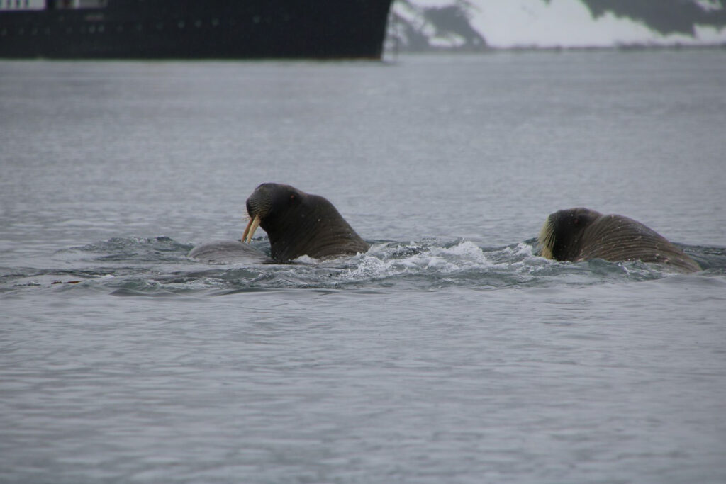 Am Rückweg schwammen sie neben unserem Boot