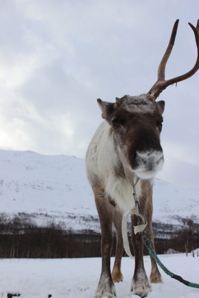 Rentiere verlieren jedes Jahr ihr Geweih