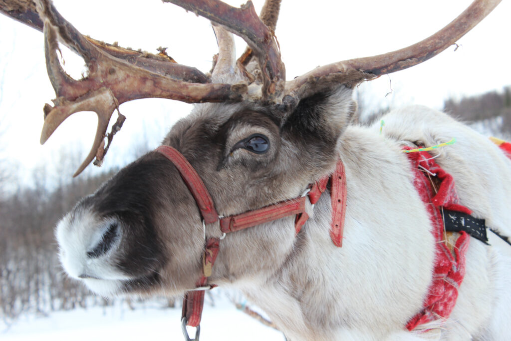 Auge in Auge mit dem Rentier