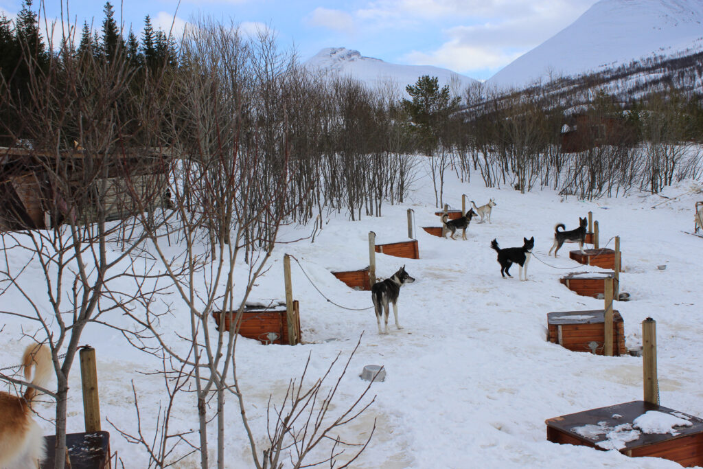 Huskeys sind hier Arbeitstiere