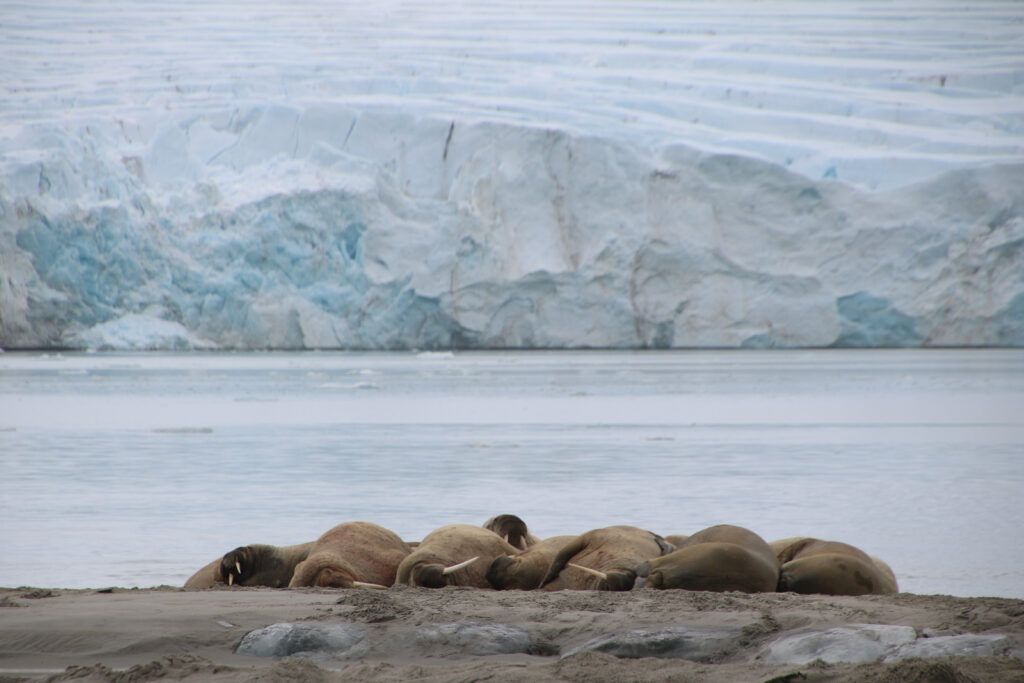 Meine erste Walross Kolonie in freier Wildbahn