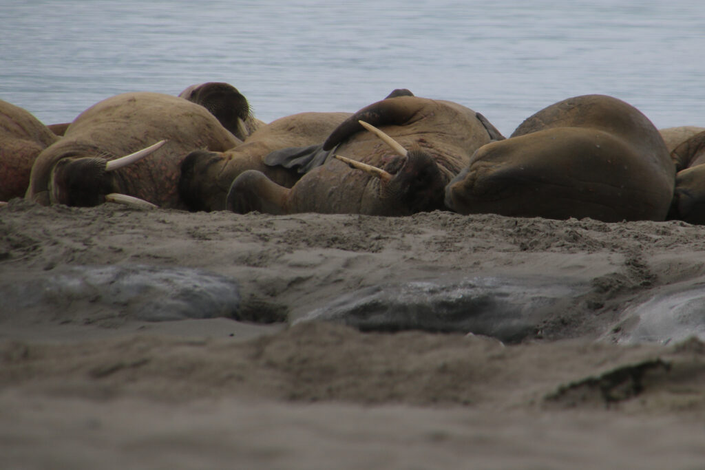 Meine erste Walross Kolonie in freier Wildbahn