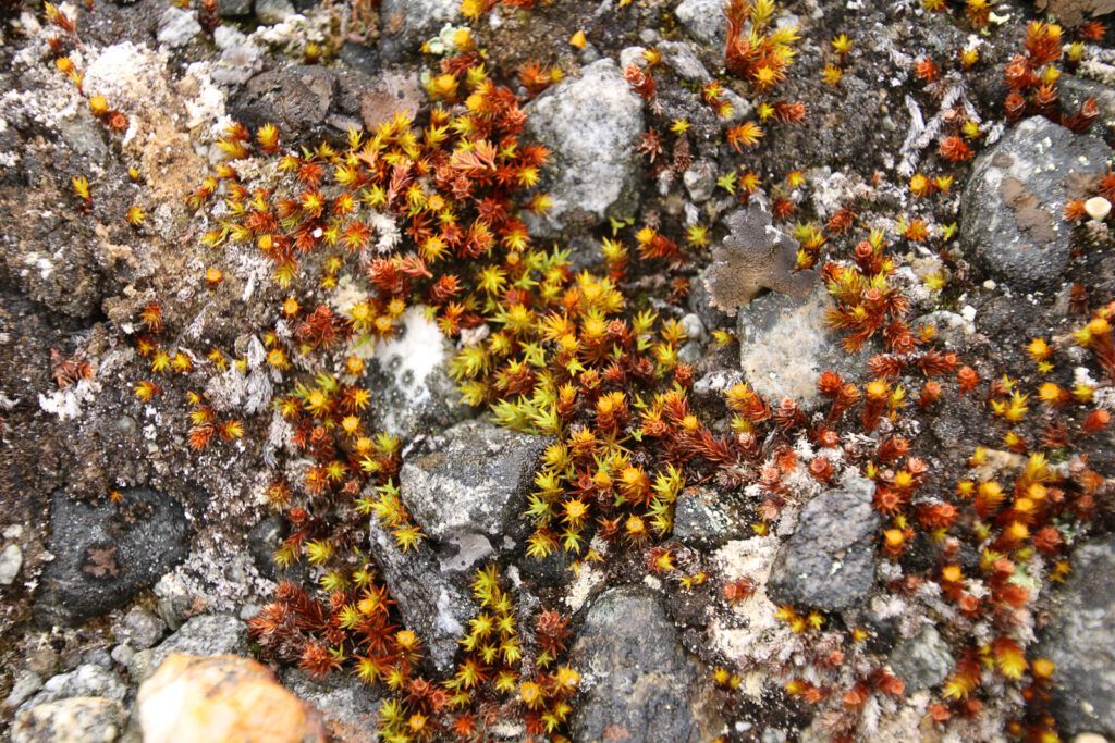 Das gilt in Spitzbergen als Baum