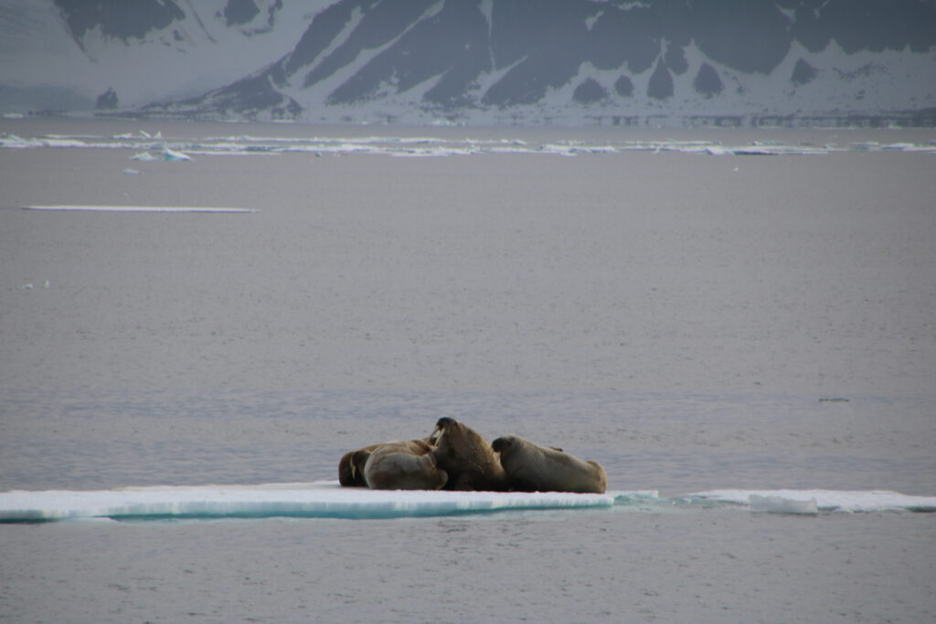 Mehr Eisschollen braucht die Welt