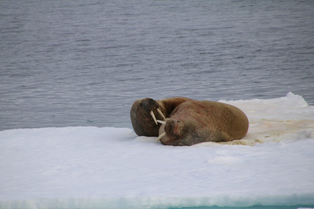 Mehr Eisschollen braucht die Welt