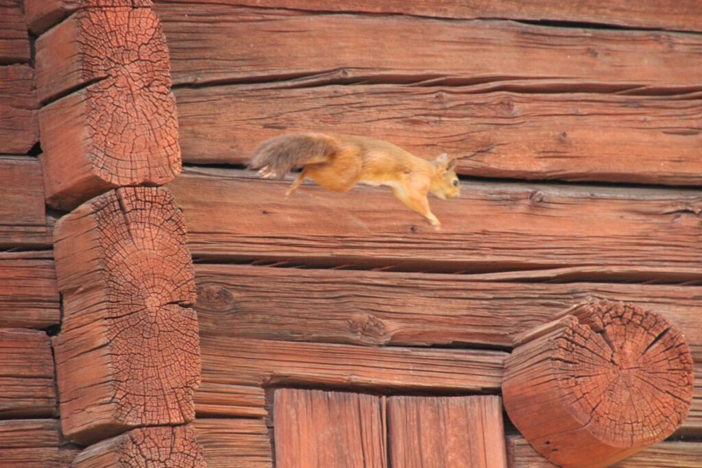 Einer der Besucher in Skansen