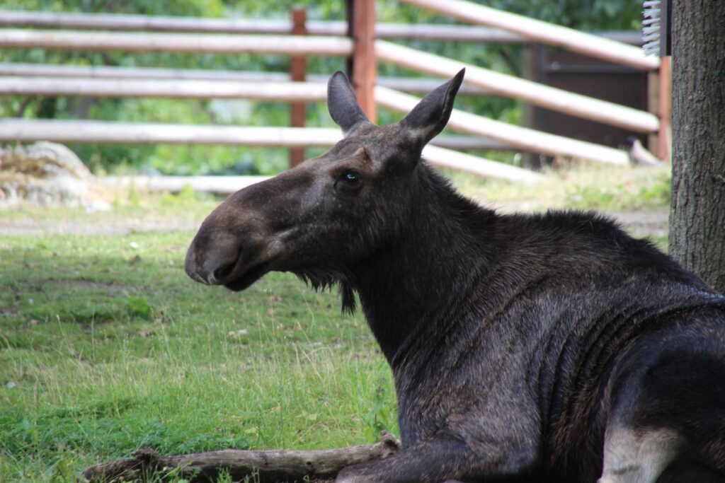 Elch in Skansen