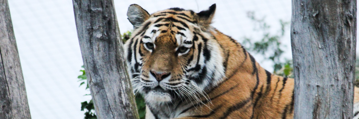 Tiger in Schoenbrunn