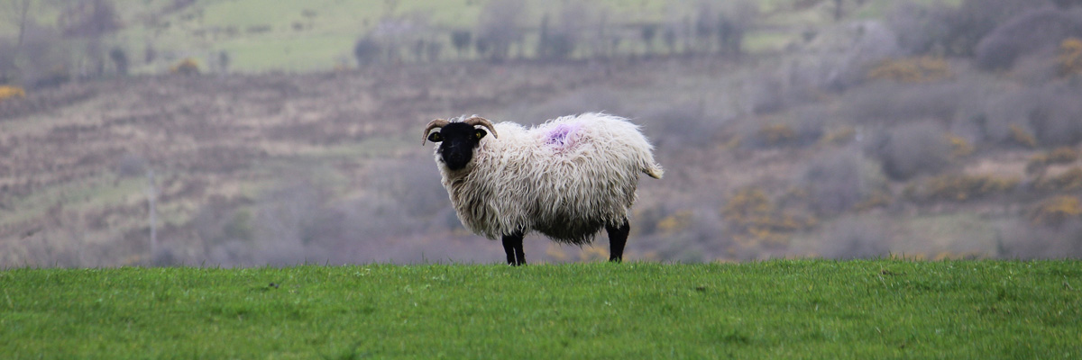 Schaf in Irland