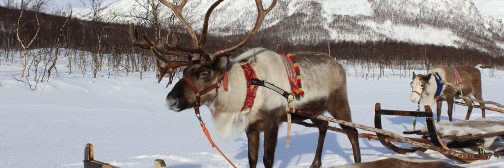 Rentier-Schlittenfahrt