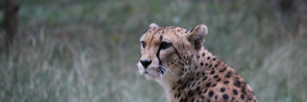 Gepard in Schoenbrunn