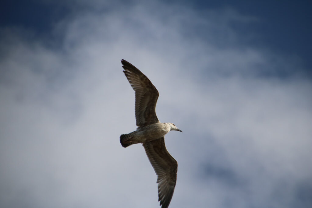 Möwe im Flug