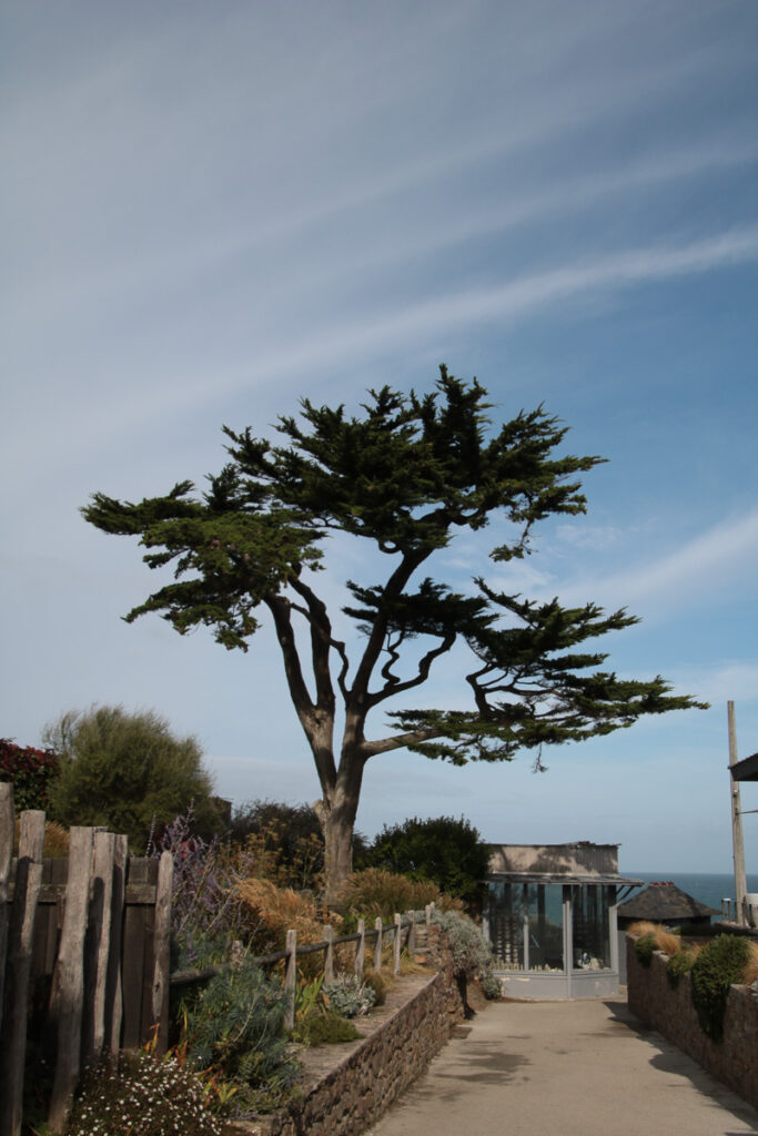 Baum mit schönem Wuchs