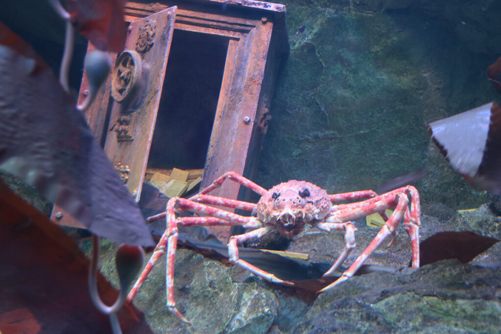Krabbe im Aquarium St. Servan