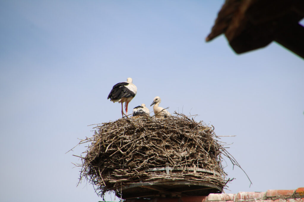 Storchennest, Ungersheim