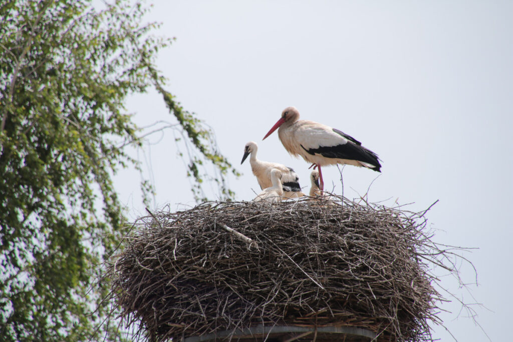 Storchenfamilie