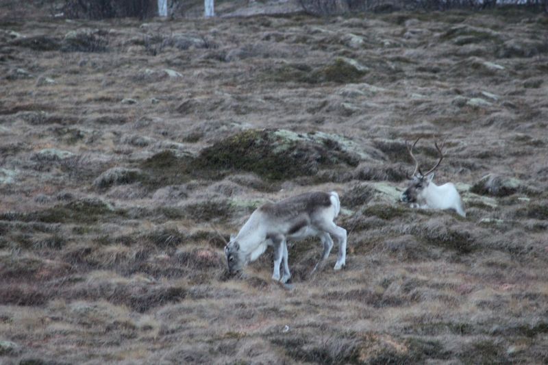 Wilde Rentiere auf Spitzbergen