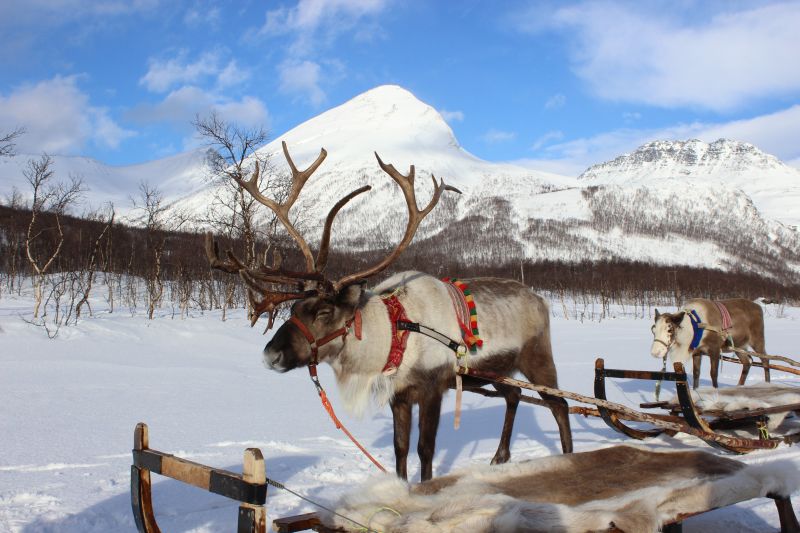Rentier Schlittenfahrt