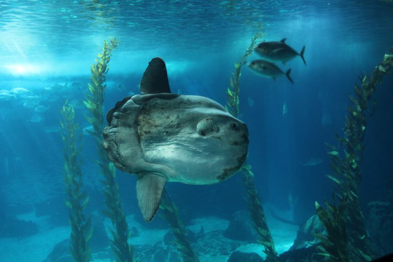 Im Aquarium