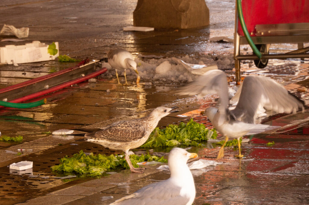 Reste vom Markt sind heiß begehrt